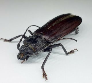 Cerambycidae/prioninae/ Physopleurus Sp ? 37 Mm From Peru