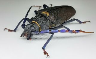 Cerambycidae/prioninae/ Mallaspis Scutellaris Female 67 From Peru