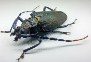 Cerambycidae/prioninae/ Mallaspis Scutellaris Female 68 From Peru