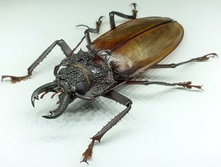 Cerambycidae/prioninae/ Hisarai Seripierriae Male 67 Mm From Peru