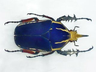 Mecynorrhina Ugandensis Male Huge 70mm Blue Cetonidae Uganda
