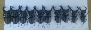 Coleoptera Lucanidae Lucanus Cervus Male / A1 / 10 Piece / 64 - 69 Mm / Ukraina