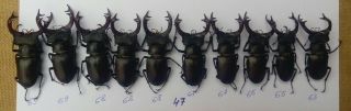 Coleoptera Lucanidae Lucanus Cervus Male / A1 / 10 Piece / 63 - 69 Mm / Ukraina