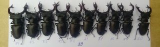 Coleoptera Lucanidae Lucanus Cervus Male/ 10 Piece / 70 - 74 Mm / Ukraina