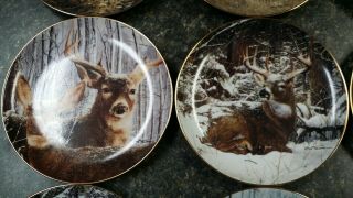 Complete Set of 12 PRIDE OF THE WILDERNESS Deer Plates Danbury Bob Travers 3