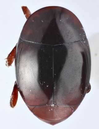 Histeridae Hetaeriinae Chelonarhister Castroi Peru Rare