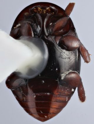 Histeridae Hetaeriinae Chelonarhister castroi Peru rare 2