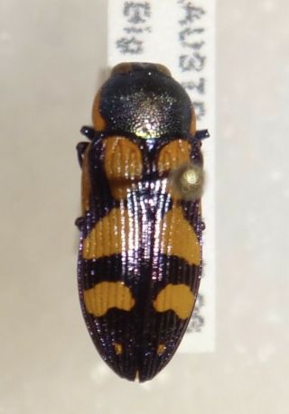 Rare Castiarina Adelaidae Australia O Jewel Beetle Insect Buprestid Calodema