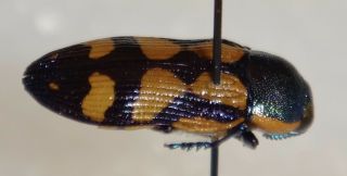 RARE Castiarina adelaidae Australia O Jewel Beetle Insect Buprestid Calodema 2