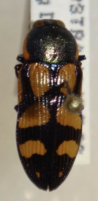 RARE Castiarina adelaidae Australia O Jewel Beetle Insect Buprestid Calodema 3