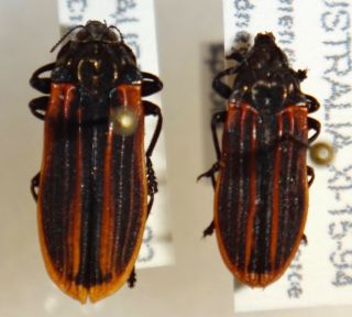Rare Castiarina Spilota Pair Australia K Jewel Beetle Insect Buprestid Calodema