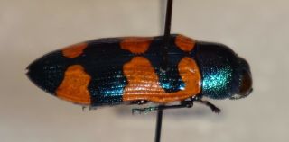 Rare Castiarina Kirbyi Australia J Jewel Beetle Insect Buprestid Calodema