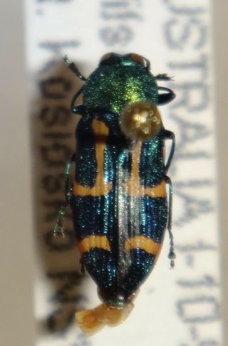 Rare Castiarina Flavovirdis Australia H Jewel Beetle Insect Buprestid Calodema