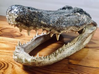 @extra Large American Alligator Head 10.  5 " Taxidermy Preserved Gator Head Mount@