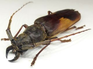 Cerambycidae/prioninae Gnathopraxithea Sarryi Male Big 63 Mm From Peru