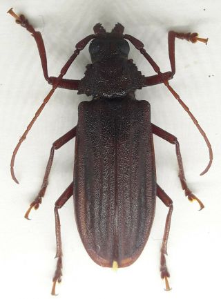 Cerambycidae/prioninae Protorma Costifer Male 30 Mm Rare From Peru