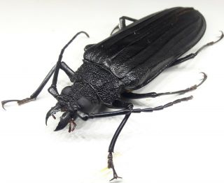 Cerambycidae/prioninae Stictosomus Semicostatus Female 66 Mm Rare From Brazil
