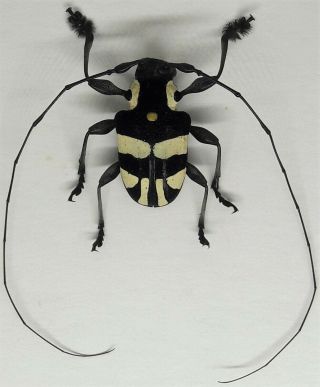 Cerambycidae/lamiinae : Gounellea Sp ? Top Rare From Brazil