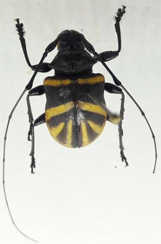 Cerambycidae/lamiinae : Gounellea Histrio Top Rare From Brazil