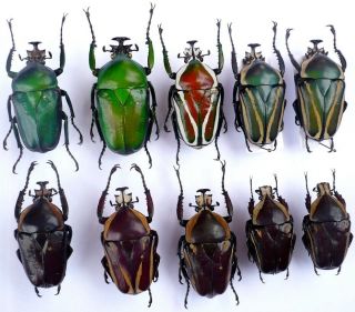 Coleoptera Cetoniidae Mecynorrhina Eudicella Goliathus Dicronorrhina