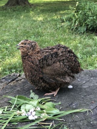 50,  Rosetta Corurnix Hatching Eggs By Myshire Farm Will Include Tuxedo Variety