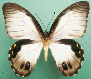 Papilio Aegeus Ormenus Female Very White Form From S - Gresi,  Jayapura,  Irian Jay