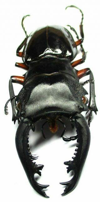 B001 Pa : Lucanidae: Odontolabis Imperialis Komorii Male 68mm