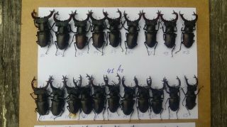 Coleoptera Lucanidae Lucanus Cervus Male / A2 / 20 Piece / 65 - 76mm / Ukraina