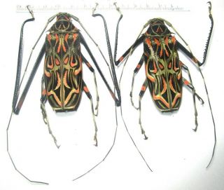 Cerambycidae Lamiinae Acrocinus Longimanus Pair 74mm M /72mm F 4 From Peru
