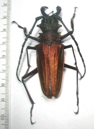 Cerambycidae Prioninae Psalidognathus Superbus,  Male 65mm 3 From Peru