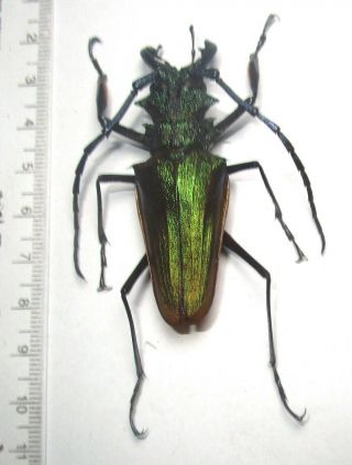 Cerambycidae Prioninae Psalidognathus Superbus,  Male 63mm 2 From Peru