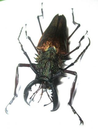Cerambycidae Prioninae Psalidognathus Superbus,  Male 65mm 1 From Peru