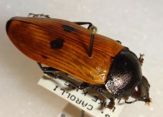 Buprestidae Temognatha Carolli Australia Jewel Beetle Insect 37 Calodema
