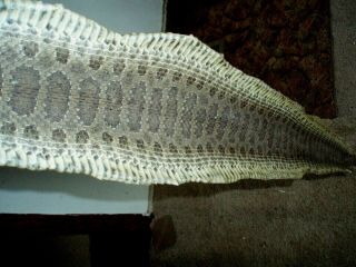 Rattlesnake Skin Prairie Rattler Hide Soft Tanned Bow Wrap Blanks Art 48 Inch H3