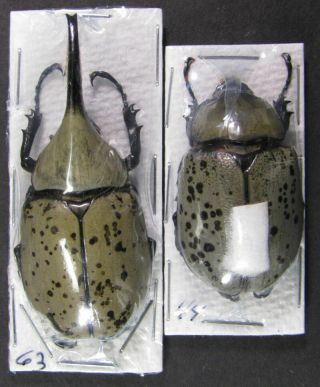 Coleoptera Dynastidae Dynastes Granti 63mm.  Male,  Female 44mm.