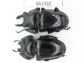 Beetle.  Neolucanus Sp.  China,  Yunnan,  Mt.  Daweishan.  2m.  Ba1332.