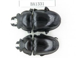 Beetle.  Neolucanus Sp.  China,  Yunnan,  Mt.  Daweishan.  2m.  Ba1331.