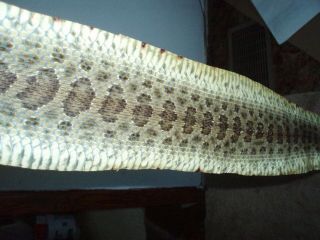 Rattlesnake Skin Prairie Rattler Hide Soft Tanned Bow Wrap Blanks Art 47 Inch Y6