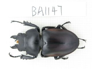 Beetle.  Neolucanus Sp.  China,  Guizhou,  Mt.  Miaoling.  1m.  Ba1147.