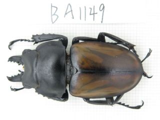 Beetle.  Neolucanus Sp.  China,  Guizhou,  Mt.  Miaoling.  1m.  Ba1149.