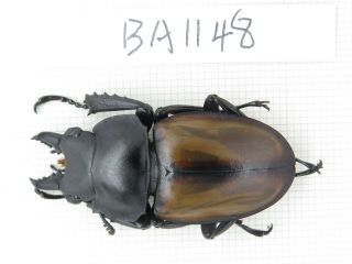 Beetle.  Neolucanus Sp.  China,  Guizhou,  Mt.  Miaoling.  1m.  Ba1148.