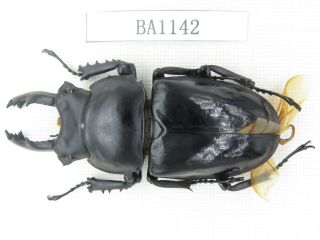 Beetle.  Neolucanus Sp.  China,  Guizhou,  Mt.  Miaoling.  1m.  Ba1142.