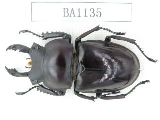 Beetle.  Neolucanus Sp.  China,  Guizhou,  Mt.  Miaoling.  1m.  Ba1135.