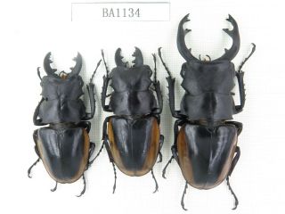 Beetle.  Odontolabis Cuvera Ssp.  China,  Guizhou,  Mt.  Miaoling.  3m.  Ba1134.