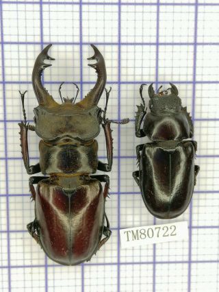 Lucanidae Tm80722 Lucanus Langi 59mm Tibet