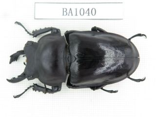 Beetle.  Neolucanus Sp.  China,  Guizhou,  Mt.  Leigongshan.  1m.  Ba1040.
