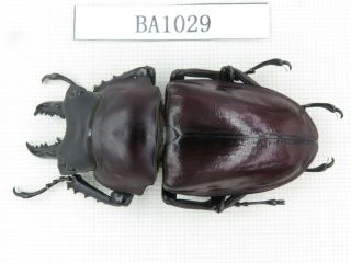 Beetle.  Neolucanus Sp.  China,  Guizhou,  Mt.  Leigongshan.  1m.  Ba1029.