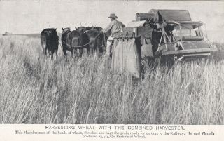 Vintage Postcard Victoria Garden State Harvesting Wheat 1900s