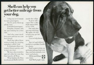 1968 Bloodhound Photo Shell Oil Vintage Print Ad