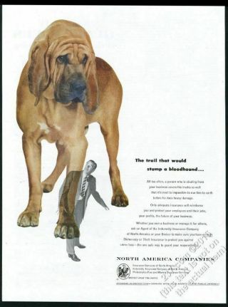 1953 Bloodhound Color Photo North American Insurance Vintage Print Ad